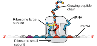 Vom aufbau her ist die rna der dna ähnlich. Nukleinsaure Artikel Khan Academy
