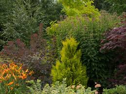 Plants move water along a gradient of negative pressure. Narrow Trees For Tight Garden Spaces