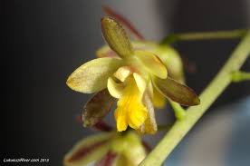 Image result for Graphorkis lurida