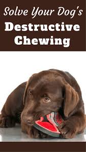 How to discipline a dog. How To Stop A Puppy From Chewing Furniture Should You Punish Your Dog Dog Training Training Your Dog Dog Training Tips