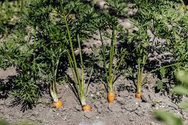 Plant carrots 1/2 in deep and 1 in apart. How Far Apart To Plant Carrots Top Tips On Proper Spacing