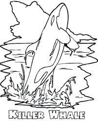 Males can weigh up to 300 pounds. 25 Free Whale Coloring Pages Printable