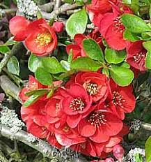 This plant prefers full sun, but can easily tolerate a range of dry soils. Japanese Quince Chaenomeles Japonica Northwest Corner Backyard Flowering Quince Japanese Plants