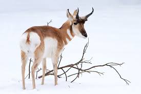 Select from 35970 printable coloring pages of cartoons, animals, nature, bible and many more. Pronghorn Connecticut S Beardsley Zoo