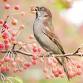 Birding at the Arboretum - Hunnewell Visitor Center, 125 Arborway Event Image