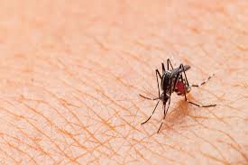 Image result for mosquito bite