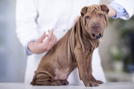 Check spelling or type a new query. Understanding Dog Vaccinations Jeffers Blogs