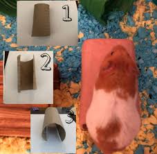Diy Toilet Rolls Hamster Toy - Youtube