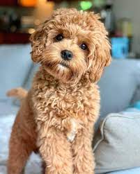 Cavapoo Puppies Information Characteristics Facts Videos Cavapoo Cavapoopuppies Cutepupp Cavapoo Puppies Cockapoo Puppies Baby Dogs