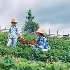 Garden plans for homesteads and small farms. Starting Your Small Farm From Scratch