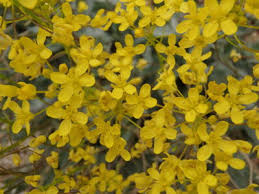 Image result for Isachne kiyalaensis