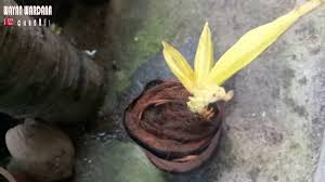 Ya, bonsai merupakan teknik atau cara mengkerdilkan sejumlah tanaman yang berukuran sangat besar seperti halnya kelapa, beringin, dan sebagainya. Proses Awal Membuat Bonsai Kelapa Albino Hasil Program Bibit Coconut Bonsai Youtube