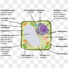 Eukaryotic plant and animal cell diagram. 1 Basic Structure Of Animal And Plant Cells Cell Membrane And Cell Wall Clipart 2068937 Pikpng