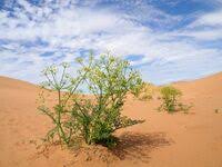 Image result for Agrocharis pedunculata