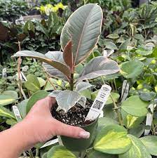 4 Ficus Elastica Tineke Gabriella Plants