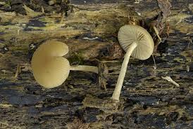 Image result for Simocybe centunculus