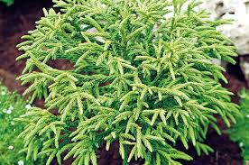 We did not find results for: Cryptomeria Horticulture Week