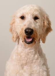 Goldendoodle adults are lively and full of energy. Best Food For Goldendoodle Puppies Dogs And Seniors
