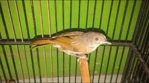 Burung flamboyan jantan mempunyai warna paruh bawah yang lebih gelap. Burung Sikatan Londo Common Nightingale Unjuk Gigi By Peksi Chanel