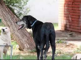 In the us alone approximately 1.2 million dogs are killed on the roads each year. 15 Stray Dogs Die Kolkata 15 Stray Dogs Die Many Missing After Kmc Sterilization Kolkata News Times Of India