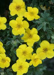 We did not find results for: Happy Face Yellow Potentilla Fruticosa Proven Winners