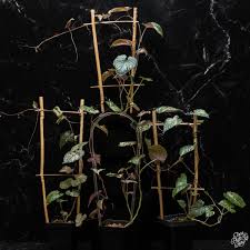 Image result for Cissus