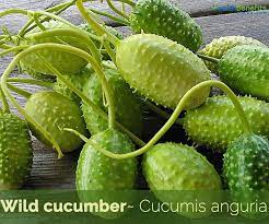 We did not find results for: Wild Cucumber Facts And Health Benefits