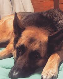 German shepherd puppies are raised in our home with love and compassion. German Shepherd Puppies Illinois Hoobly Bmo Show