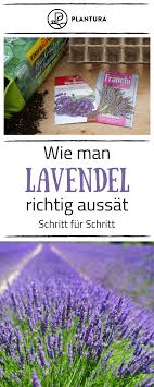 Lavendel Alles Zu Sorten Anbau Pflege Plantura Lavendel Garten Lavendel Straucher Garten