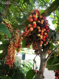 Image result for Antidesma venosum