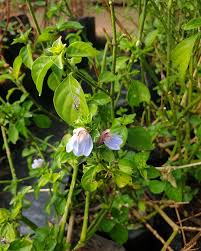 Image result for Justicia petiolaris