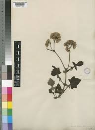 Image result for Solanecio cydoniifolius