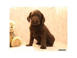 We at labradoodles by cucciolini breed happy and healthy f1b labradoodles with wavy fleece coats in medium and standard sizes in grimsby, ontario. Labradoodle Puppies Petland Carriage Place