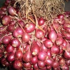 Bawang merah merupakan salah satu rempah yang menjadi bahan pokok dalam masakan khas indonesia. Bawang Merah Tunggal Bmt Reviews Facebook