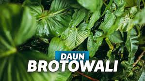 Check spelling or type a new query. Manfaat Brotowali Dengan Khasiat Mujarab