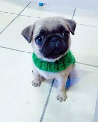 8 Begenme 0 Yorum Instagram Da Iz Petshop Izpetshopp Pug Yavrumuz Irk Ve Saglik Garantili Olup Gunu Gelen Uygulamalari Yapilmistir Sams Pug Kopek Ayi