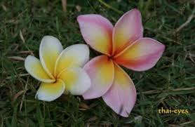Plumeria Metallica Thai Plumeria Frangipani Flowers