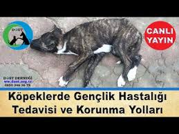 Kopeklerde Bakteriyel Ve Viral Hastaliklar Nelerdir Nasil Tedavi Edilir Youtube