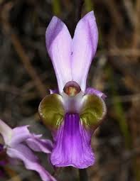Image result for Eulophia livingstoneana
