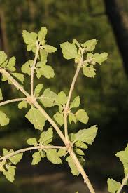 Image result for Acanthospermum