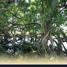 25 mewarnai gambar sketsa flora dan fauna terindah sketsa flora dan fauna ragam hias merupakan bentuk dasar hiasan yang biasanya menjadi sebuah pola yang diulang ulang dalam sebuah karya seni ataupun kerajinan karya seni tersebut dapat berupa tulisan batik tenunan songket ukiran. Peta Persebaran Flora Di Indonesia Beserta Penjelasannya