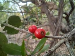 Image result for Tricalysia