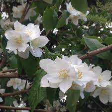Sign up or log in now to post in forums. Flower 6 Petal Flower White Flower Plant Identification
