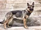 The Miniature German Shepherd: Is It Really A Different Breed?
