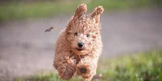 Get to know more about the poodle and the. Things To Know About Irish Doodle Puppies