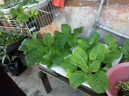 Walaupun memberikan pupuk hidroponik buatan sendiri, dalam aplikasinya haruslah tepat. Wanita Ini Buat Bekas Hidroponik Guna Besen Kedai Rm 2 Ini Hasilnya Impiana