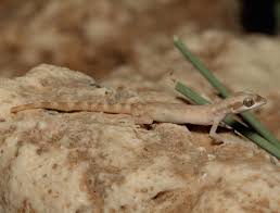 Image result for Carex steudneri