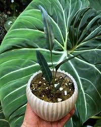 Image result for Elaphoglossum aubertii