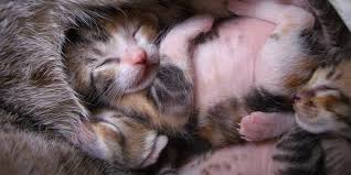 8 how long have you ben living here? Bringing Up A Litter Of Kittens Behavioural Considerations International Cat Care
