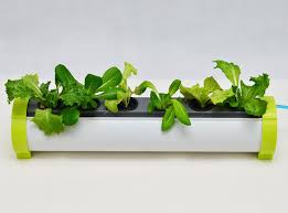 It allows growing 9 plants simultaneously and comes with a set of 3 basil, 3 lettuce and 3 mini tomato plant pods. 9 Best Home Hydroponics Kits The Independent The Independent
